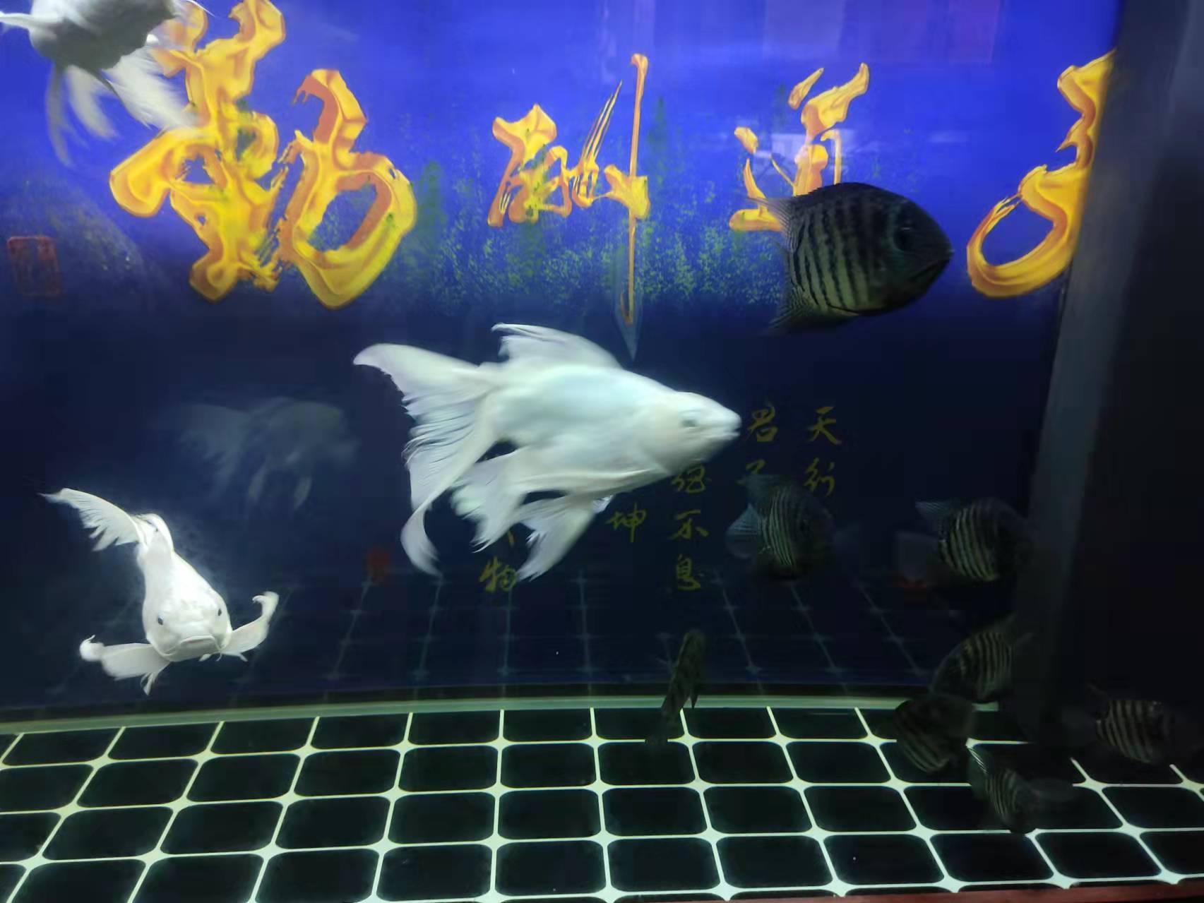 招财鱼打架怎么处理