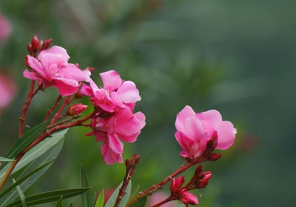 夹竹桃毒性有多强(夹竹桃中毒多久致死)