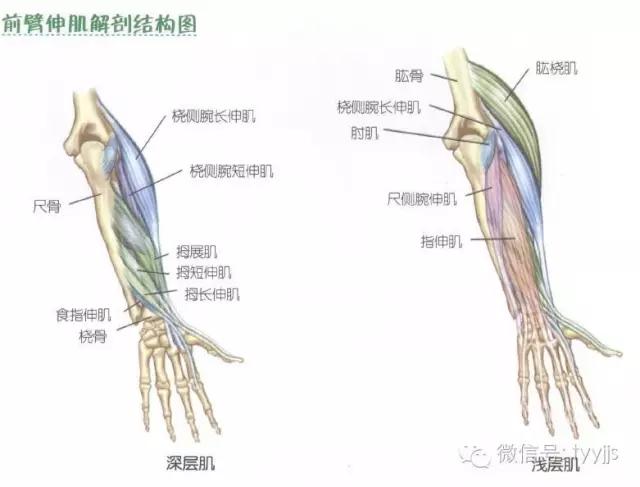 肱二头肌在哪(手臂肱二头肌在哪)