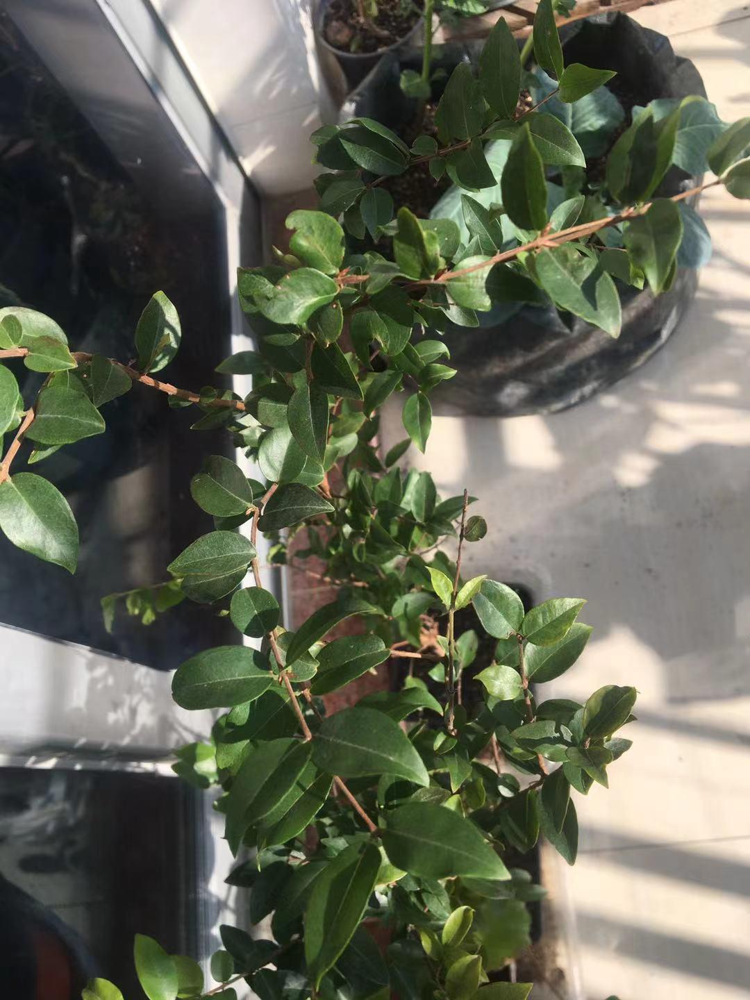 树葡萄种植与管理