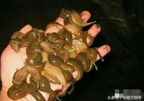 蛊术真的存在吗？然而事实真相是这样的