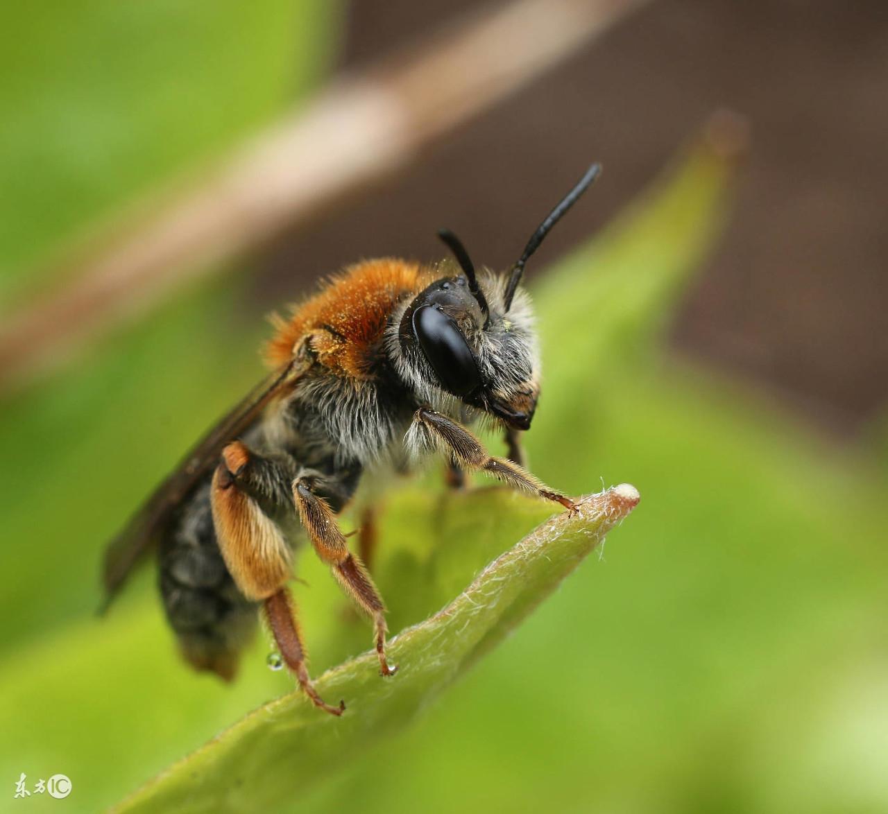动物的尾巴有什么作用？细数动物尾巴的20种作用