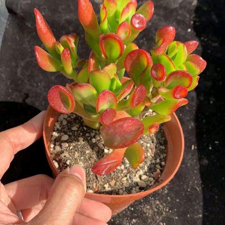 家里再穷也要养这3种花(三种带财气的花)