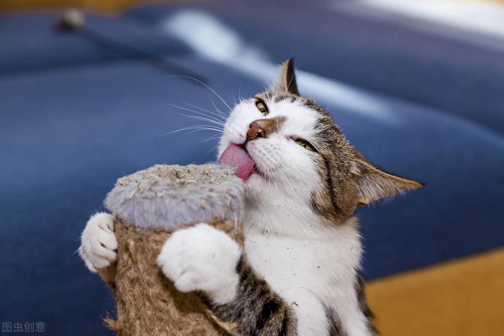 猫薄荷对猫有什么作用？猫薄荷对猫具有神奇致幻作用