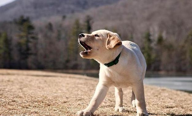 狗学狼叫是不祥之兆吗(狗学狼叫的5个原因) 狗学狼叫是不祥之兆吗(狗学狼叫的5个原因)