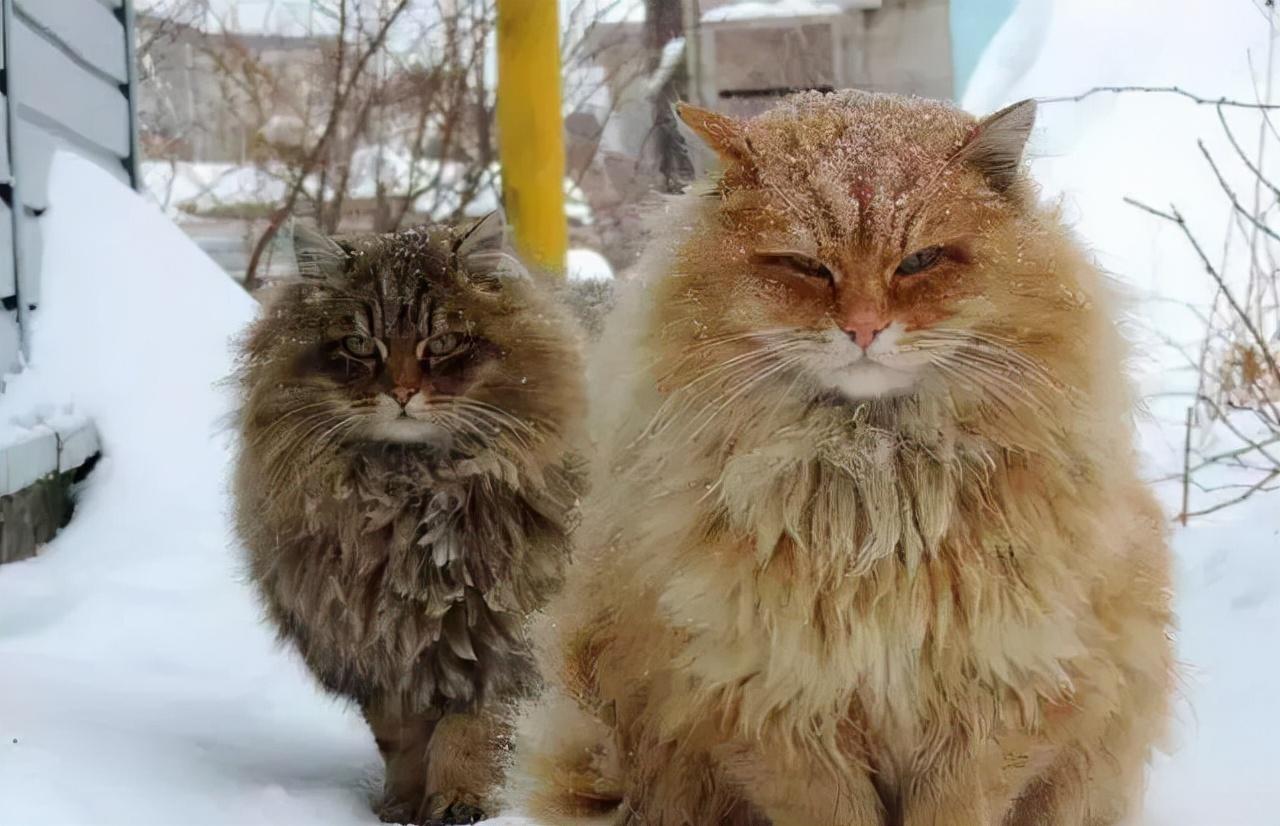 西伯利亚森林猫图片(西伯利亚森林猫图片优势)