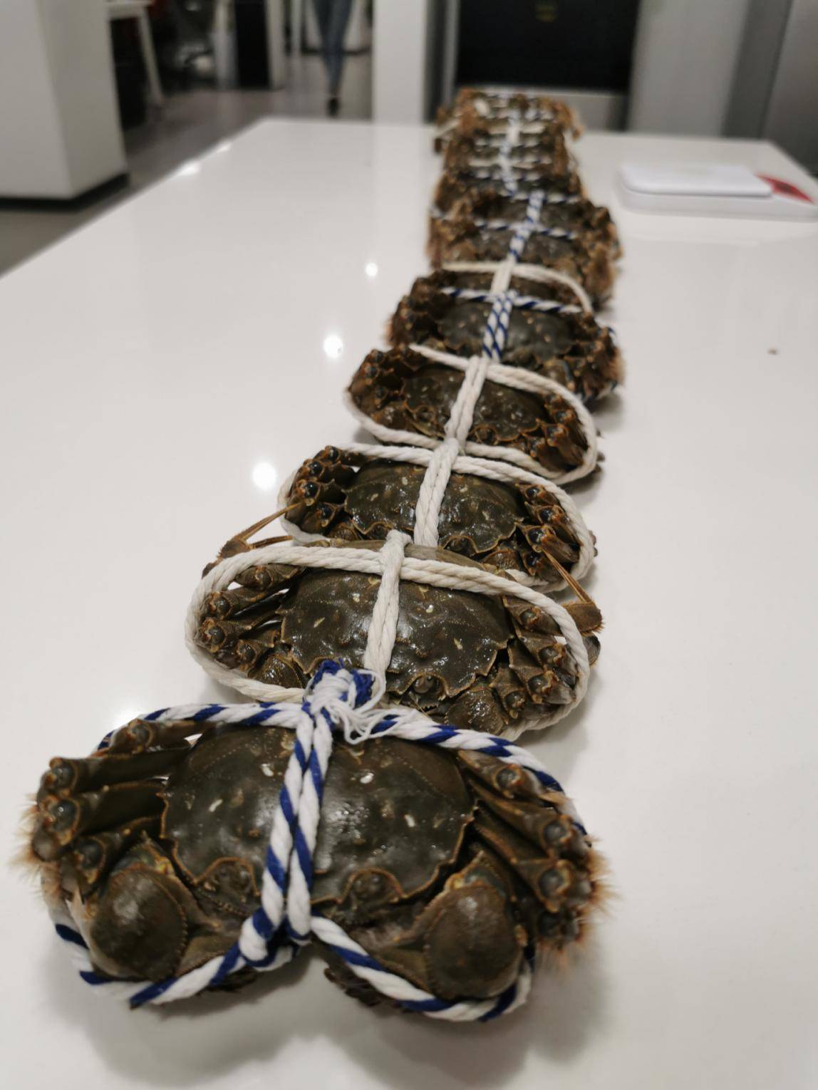 大闸蟹怎么养(活大闸蟹怎么养不会死)
