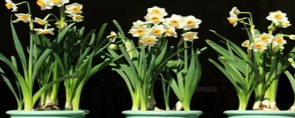 热文水仙花怎么养具体的方法(水仙花怎么养具体方法)