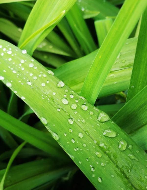 小满是什么意思(芒种象征着什么)