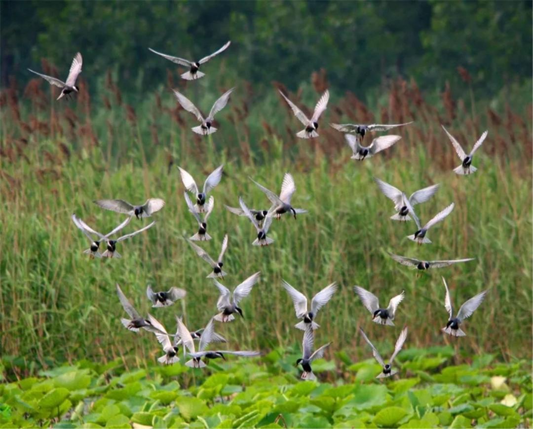 济宁旅游景点推荐(济宁八大冷门景点,人少又好玩) 济宁旅游景点推荐(济宁八大冷门景点,人少又好玩)