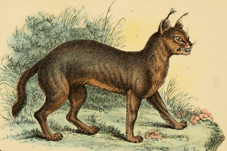 坟墓前最怕放什么东西（农村俗语“坟前不种三）