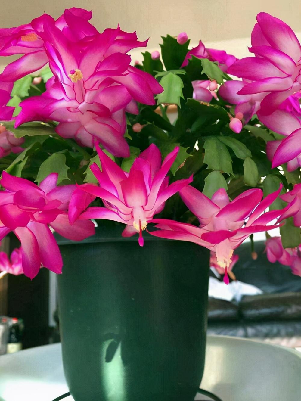 代表吉祥平安富贵的花