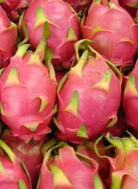 火龙果的功效与作用（火龙果的功效与作用）