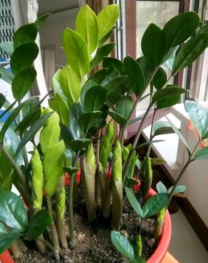 家里再穷也要养这3种花(三种带财气的花)