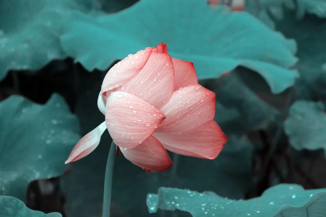 杨万里的诗有哪些 杨万里著名的诗