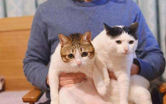 全球十大名贵猫排名榜