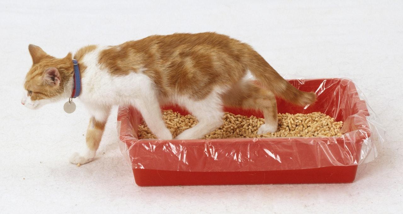 怎么处理拉尿的猫砂