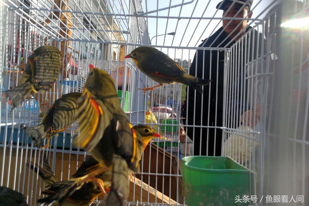 相思鸟为什么叫相思鸟(相思鸟价格相思鸟多少钱一只)