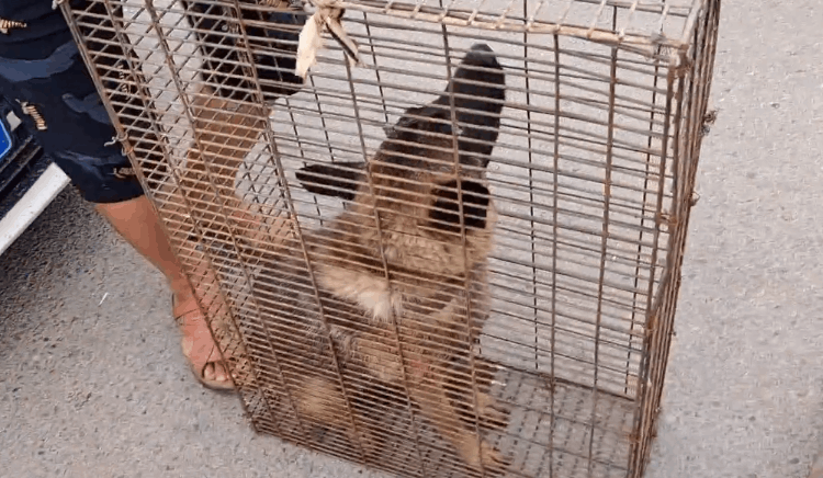 马的价格(马犬价格多少钱一只)