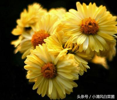 菊花茶的种类（哪种品种的菊花适合做菊花茶呢）