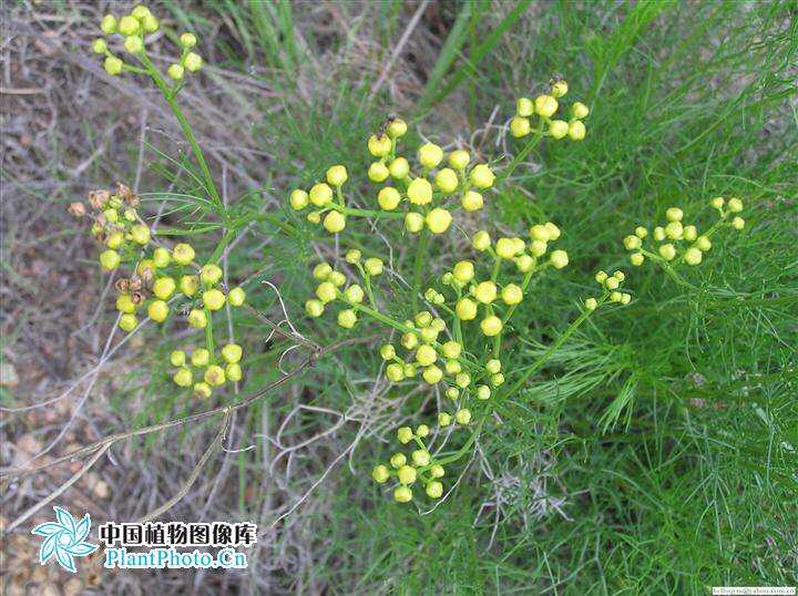 蒿怎么读(中药材兔毛蒿)