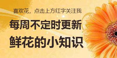 扫墓用什么花(上坟用花一般多少朵)