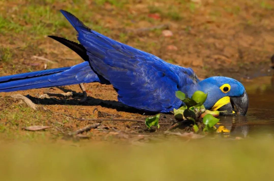 全球十大蓝色的鸟，紫蓝金刚鹦鹉位列第一