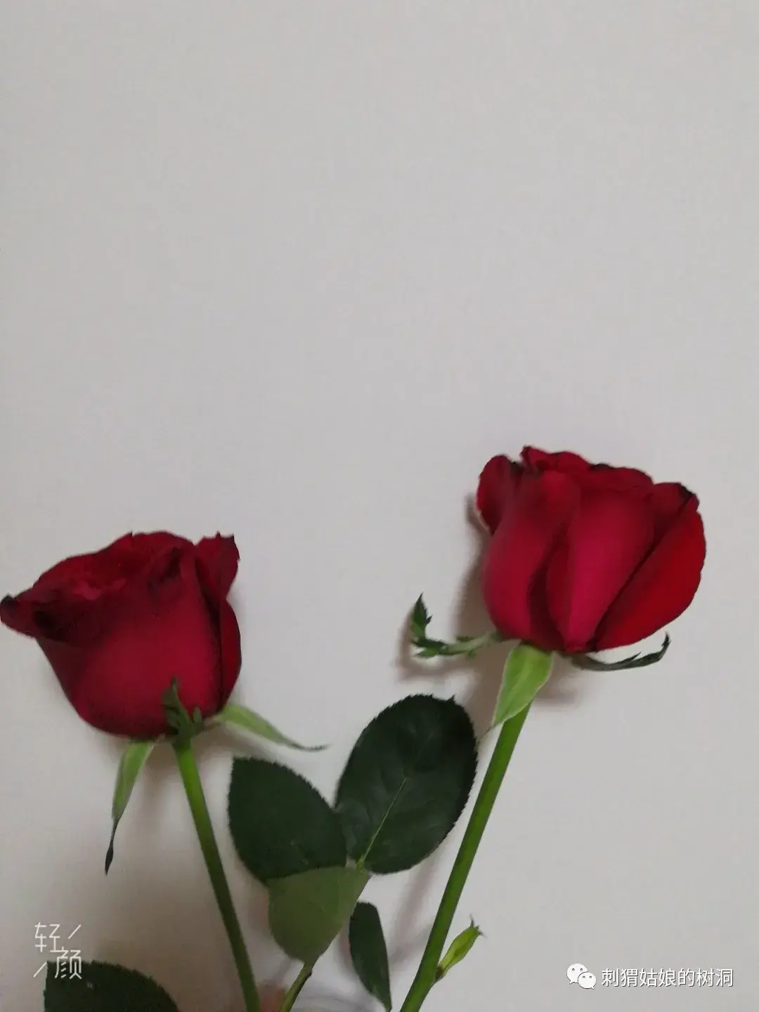 会者定离一期一祈是啥意思？附：含义深度解析