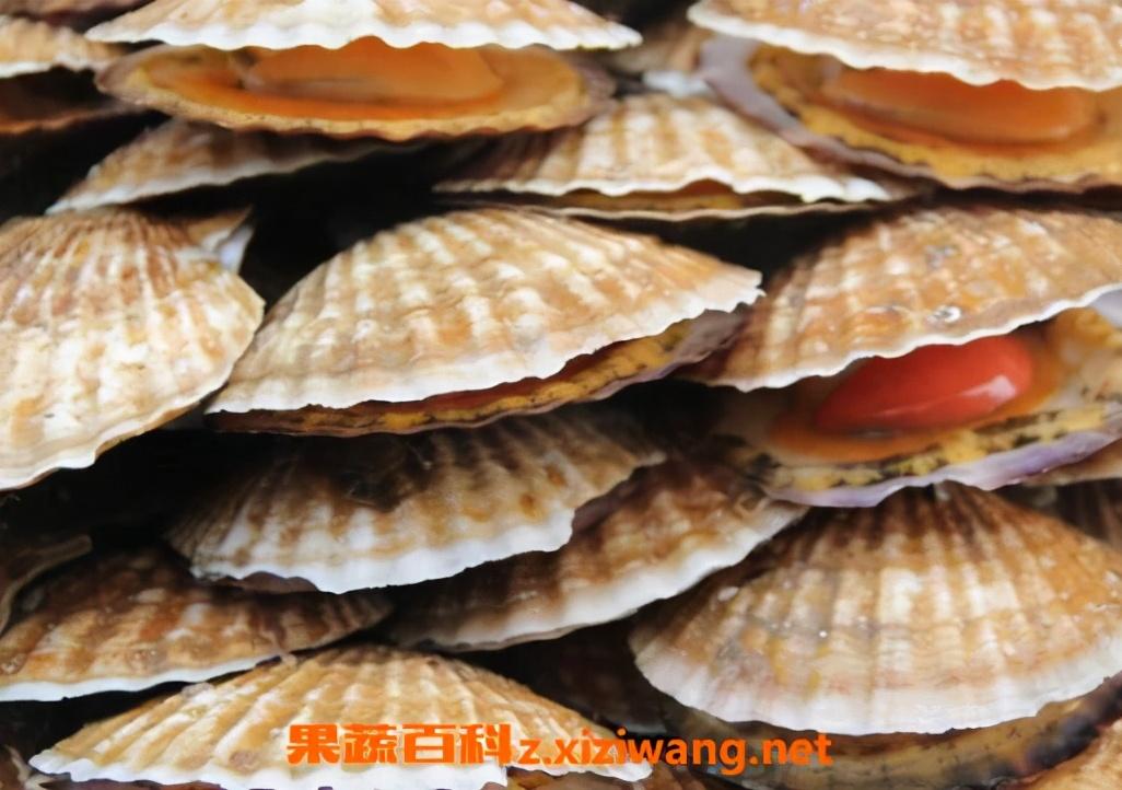 清蒸扇贝的内脏能吃么