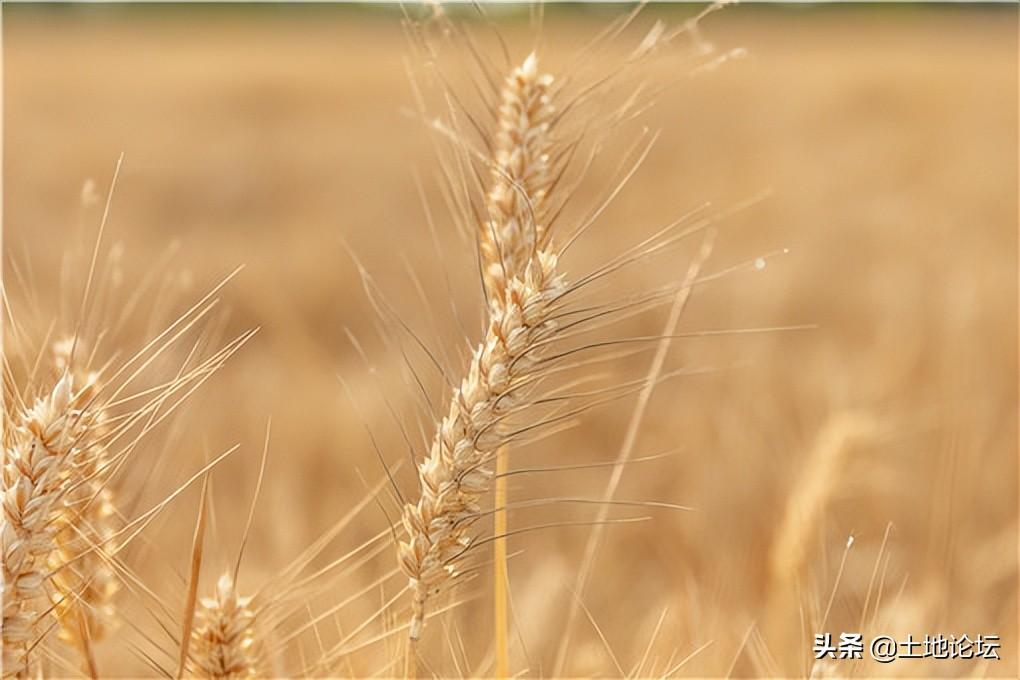 麦子什么时候成熟 麦子一般几月份收获