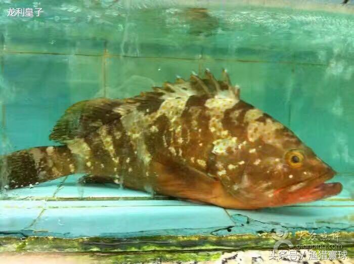 海红斑（海鲜「四大鱼王」之海红斑）