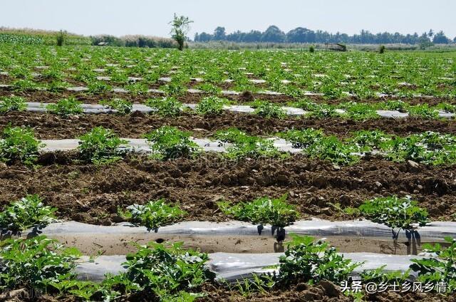 西瓜栽培技术与管理视频教程(西瓜栽培技术与管理视频教程五十岁老熟)