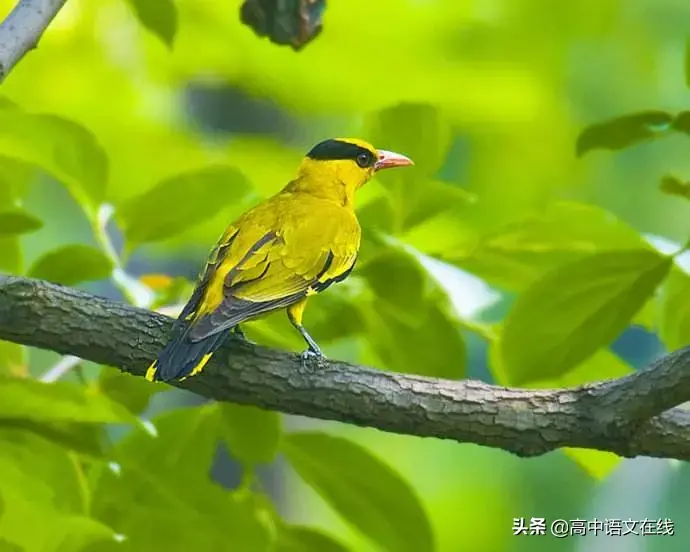分享描述五月的优美古文句子(描述五月的优美诗句)