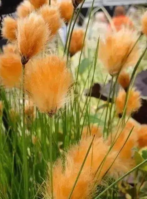散文：在季节枯荣间，我们认清生活的真相，依然热爱生活