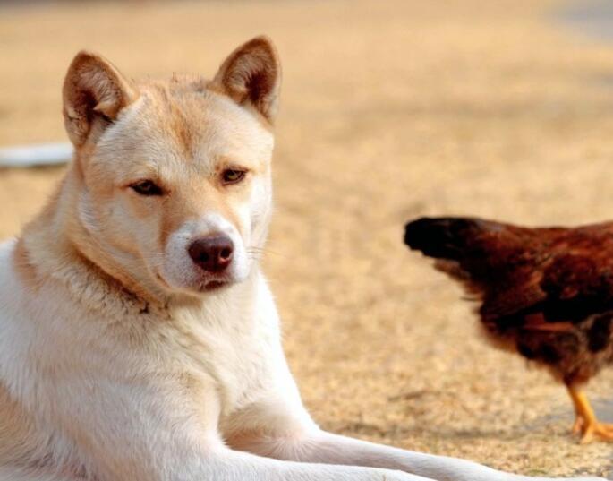 中华田园犬名片:七大款,款款经典有特色,不输外国狗