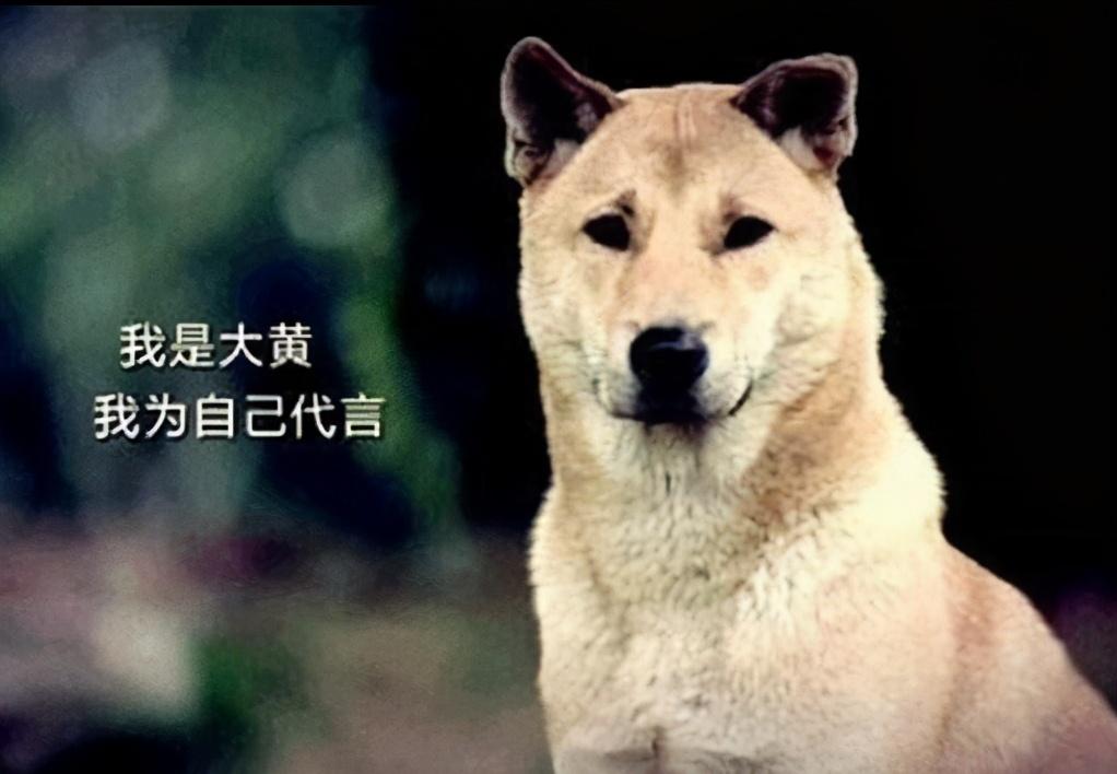 中华田园犬名片:七大款,款款经典有特色,不输外国狗