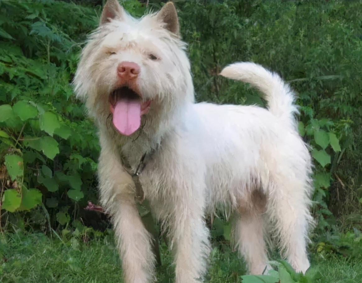 中华田园犬名片:七大款,款款经典有特色,不输外国狗