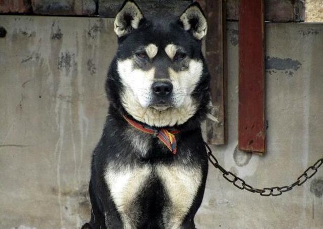 中华田园犬名片:七大款,款款经典有特色,不输外国狗