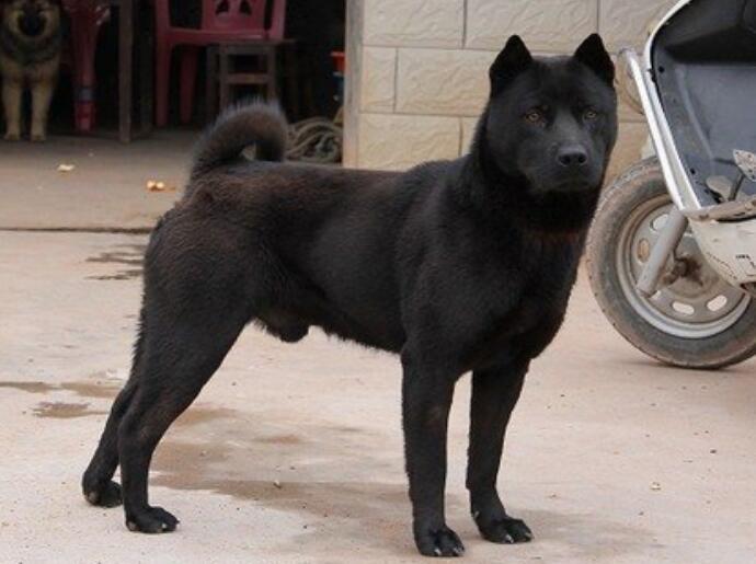 中华田园犬名片:七大款,款款经典有特色,不输外国狗