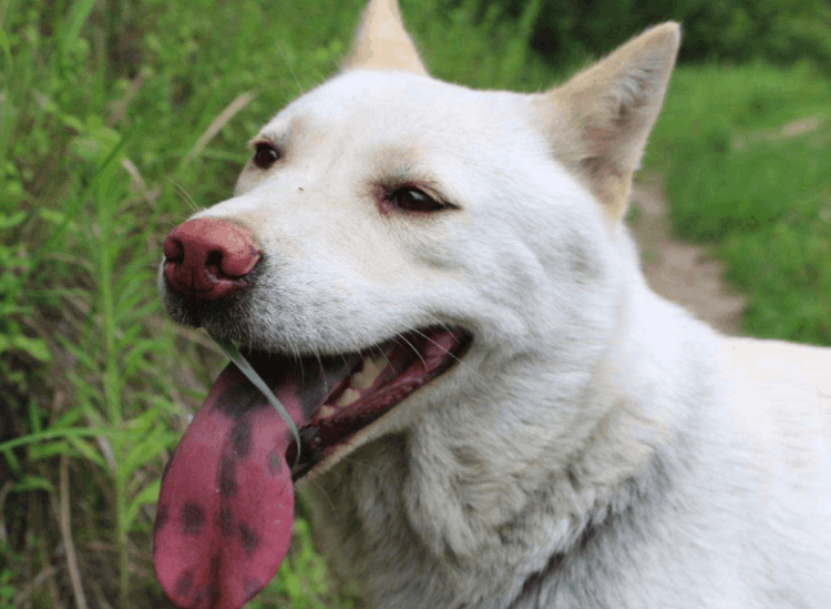 中华田园犬名片:七大款,款款经典有特色,不输外国狗