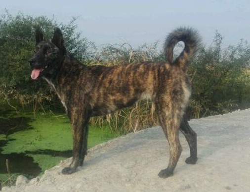中华田园犬名片:七大款,款款经典有特色,不输外国狗