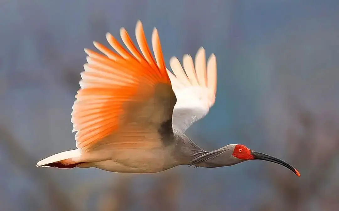 中国最美丽的十种鸟：丹顶鹤上榜，百灵鸟第一