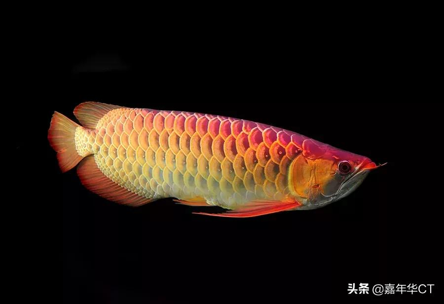 世界上最贵的鱼（世界上最贵的鱼多少钱一斤）