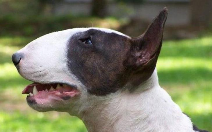 世界十大恶犬（世界十大恶犬最新排行）