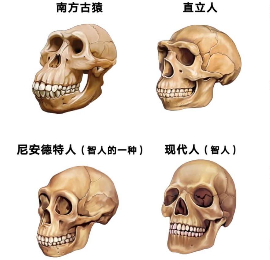 尼安德特人灭绝的原因（尼安德特人是如何消失的）