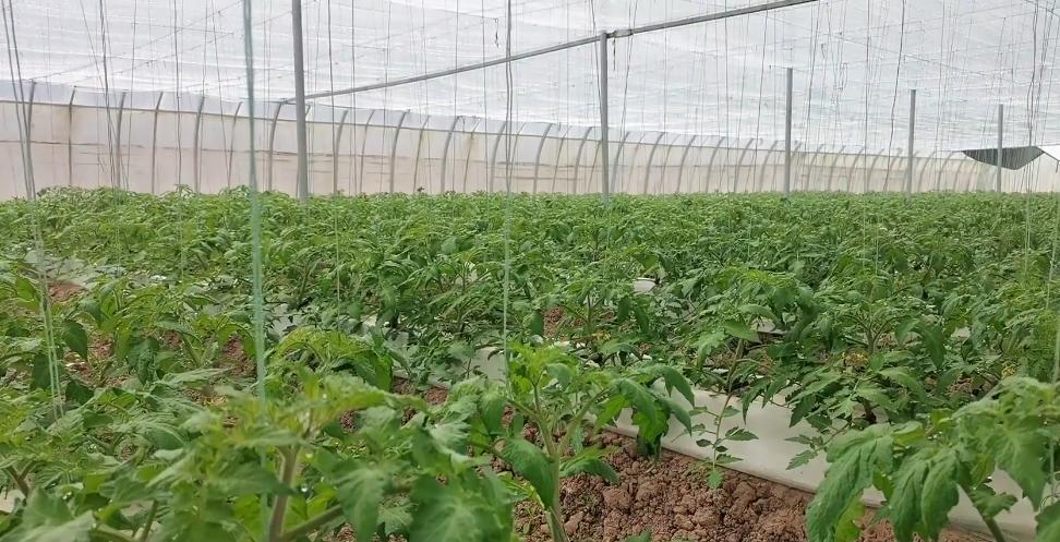 水培蔬菜怎么种植（室内水培蔬菜的种植方法）