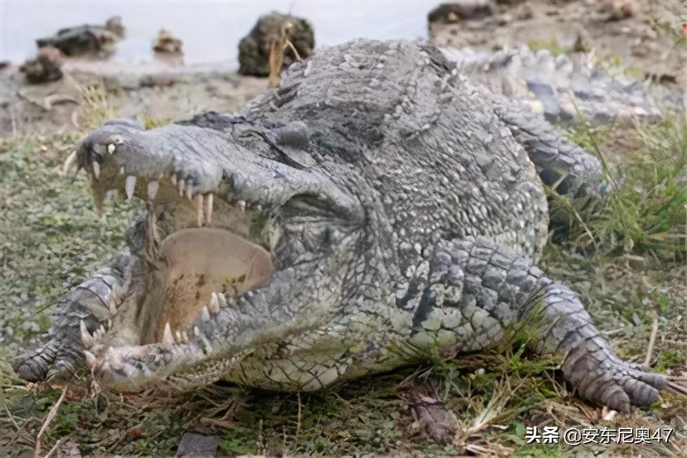 世界上最大的鳄鱼（世界上最大的鳄鱼有多大多长多重）