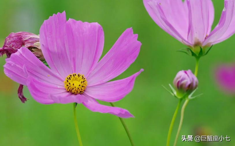 唯一能治住摩羯的星座（让摩羯座变温柔的星座）