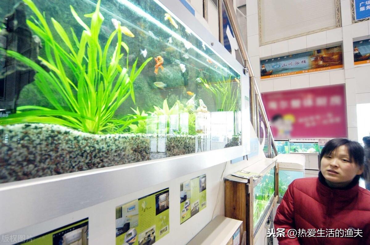 鱼缸水很清但是有腥味（鱼缸里腥味大、水浑浊是咋回事）