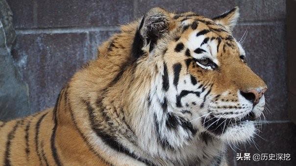 体型最大的猫科动物（世界上体型最大的猫科动物）
